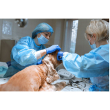 clínica de cirurgia para animais Presidente Médici