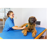 clínica de fisioterapia em animais Belém Velho