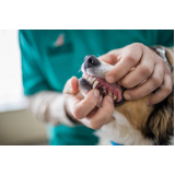 clínica de odontologia cachorro residencial