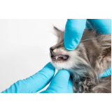 clínica de odontologia em pequenos animais Hípica