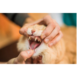 clínica de odontologia felina Moinhos de Vento