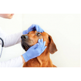 clínica de oftalmologia para cães Ideal