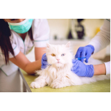 clínica especializada em banho terapêutico veterinário on