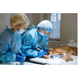 clínica especializada em cirurgia de castração veterinária São João