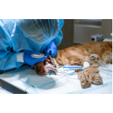 clínica especializada em cirurgia para animais California
