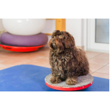 clínica especializada em fisioterapia canina Petrópolis