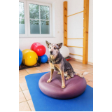 clínica especializada em fisioterapia em cães Colina