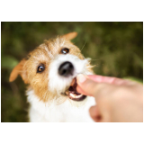 clínica especializada em odontologia cachorro Partenon