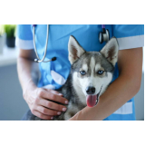 clínica que aplica vacina da gripe para animais Areal
