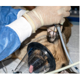 clínica que faz exame de sangue em animais Vila Rosa
