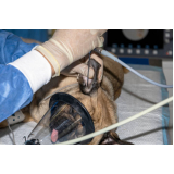 clínica que faz exames laboratoriais para animais Santa Maria Goretti