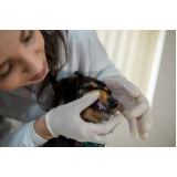 clínica que faz limpeza periodontal em cães Distrito Industrial Jorge Lanner