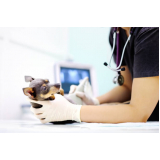 clínica que faz ultrassom veterinário Morada das Acácias