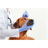 consulta com oftalmologia para cães Vale do Sereno