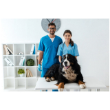 consulta com oncologia de cachorro Petrópolis