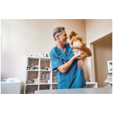 consulta com oncologia para cães e gatos Farrapos