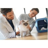 consulta com oncologia para gatos Parque Santa Fé
