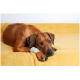 consulta com ortopedia de cachorro Maria Regina