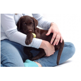 consulta com ortopedia para cachorro Hípica