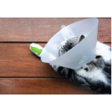 consulta com ortopedia para gatos on
