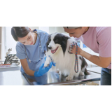 consulta com traumatologia para cães Ideal