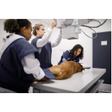 endoscopia veterinária marcar Marechal Rondon
