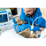 endoscopia veterinária Ideal