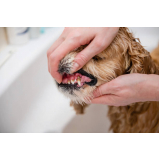 extração de dentes de animais clínica Bela Vista