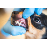 extração de dentes de animais Camaquã