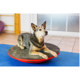 fisioterapia canina marcar Parque dos Anjos