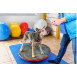 fisioterapia canina Vila Imbui