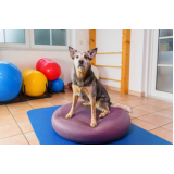 Fisioterapia em Cães