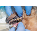 limpeza periodontal em cães clínica Bom Jesus