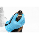 limpeza periodontal em cães marcar Niterói
