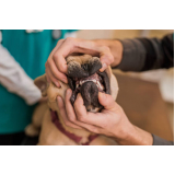 odontologia cachorro clínica Central Park