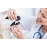 odontologia cachorro Cristal