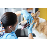 odontologia em pequenos animais clínica São Luis