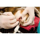odontologia felina Passo do Feijó