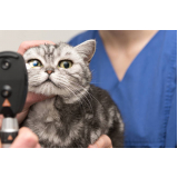 oftalmologia felina agendar Estância Velha