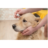oftalmologia para cães Hípica