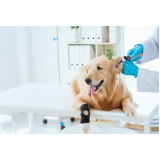 oncologia animal clínica Auxiliadora