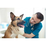 oncologia para cachorro consulta Vila Capri