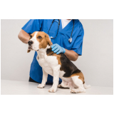 oncologia para cães e gatos consulta Cachoeira do Bom Jesus