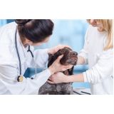 oncologia para cães e gatos Moinhos de Vento