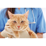 oncologia para gatos consulta Mato Grande