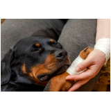 ortopedia de cachorro Fiuza