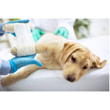 ortopedia para cachorro telefone Canelina