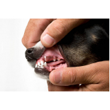 raio x dentário veterinário clínica Vila Romana