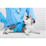 Vacina de Raiva para Cachorro