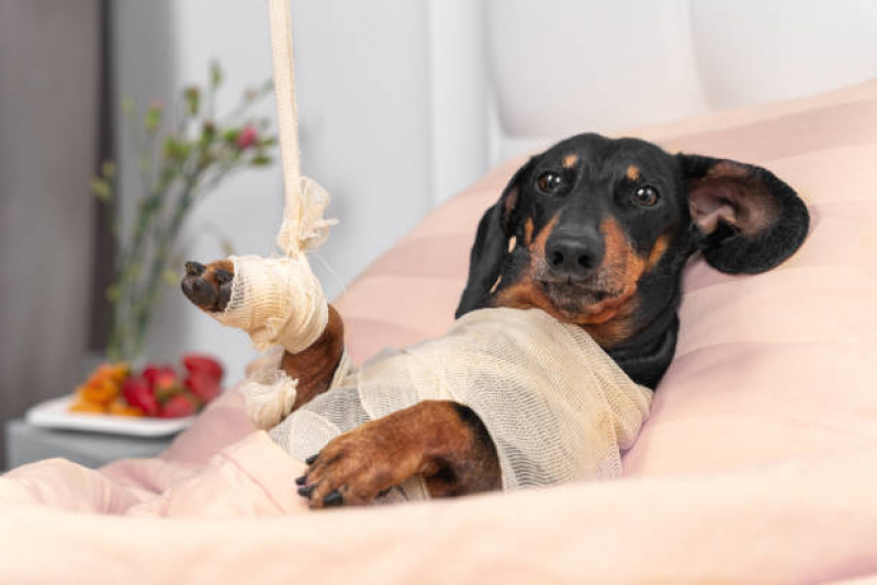 Traumatologia para Cães Telefone Condomínio Green Palm - Ortopedia Veterinário Canoas